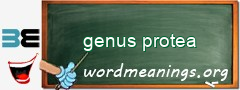 WordMeaning blackboard for genus protea